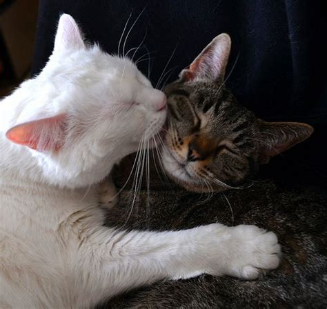 cat kissing images|cat kiss camera.